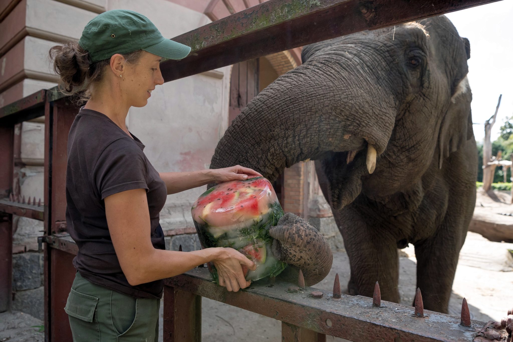 Słonice indyjskie z wrocławskiego ZOO - Birma i Toto dostały od swojej opiekunki mrożone owoce i warzywa. Aby upał mniej doskwierał. zwierzęta wzięły też zimny prysznic, fot. Maciej Kulczyński, PAP 