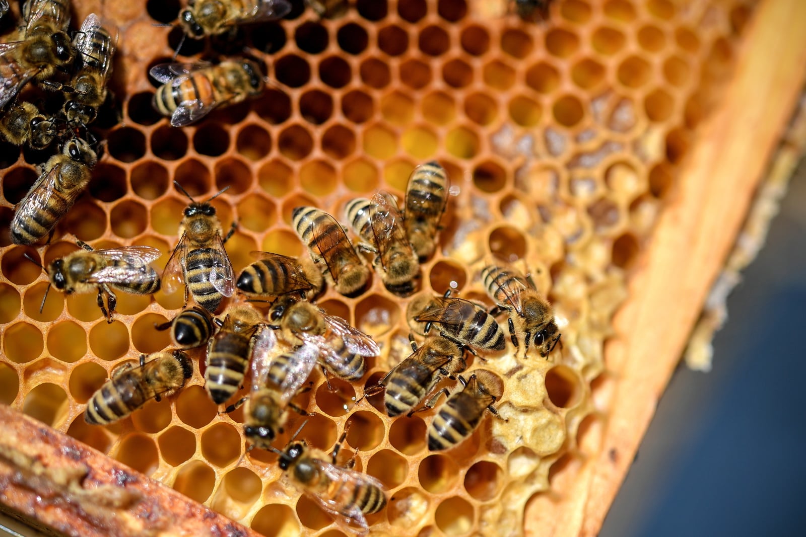 Pszczoły produkujące miód. fot. EPA/SASCHA STEINBACH