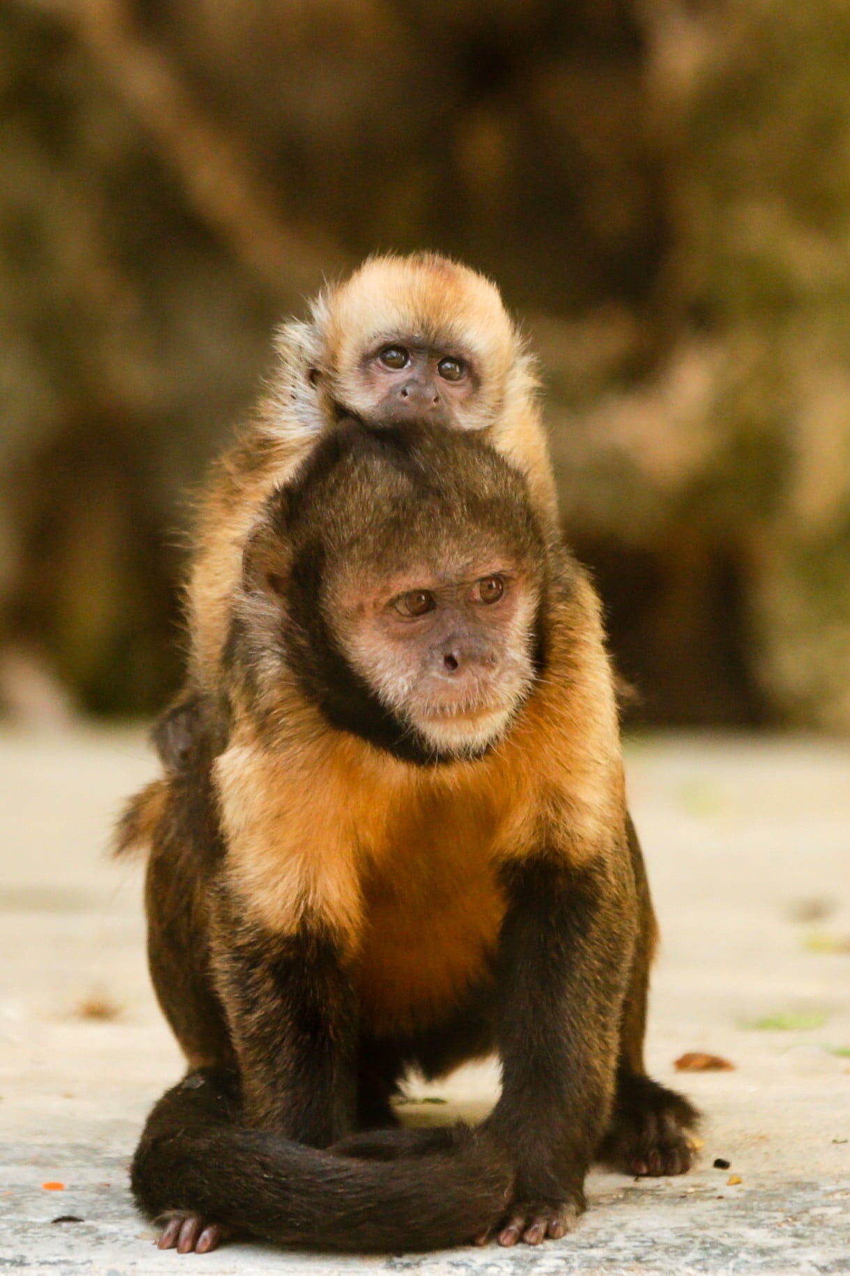 Lizbona, zoo: małpa „o złotym dzwonku” (Cebus xanthosternos) z matką, fot. Tiago Petinga, PAP/EPA 