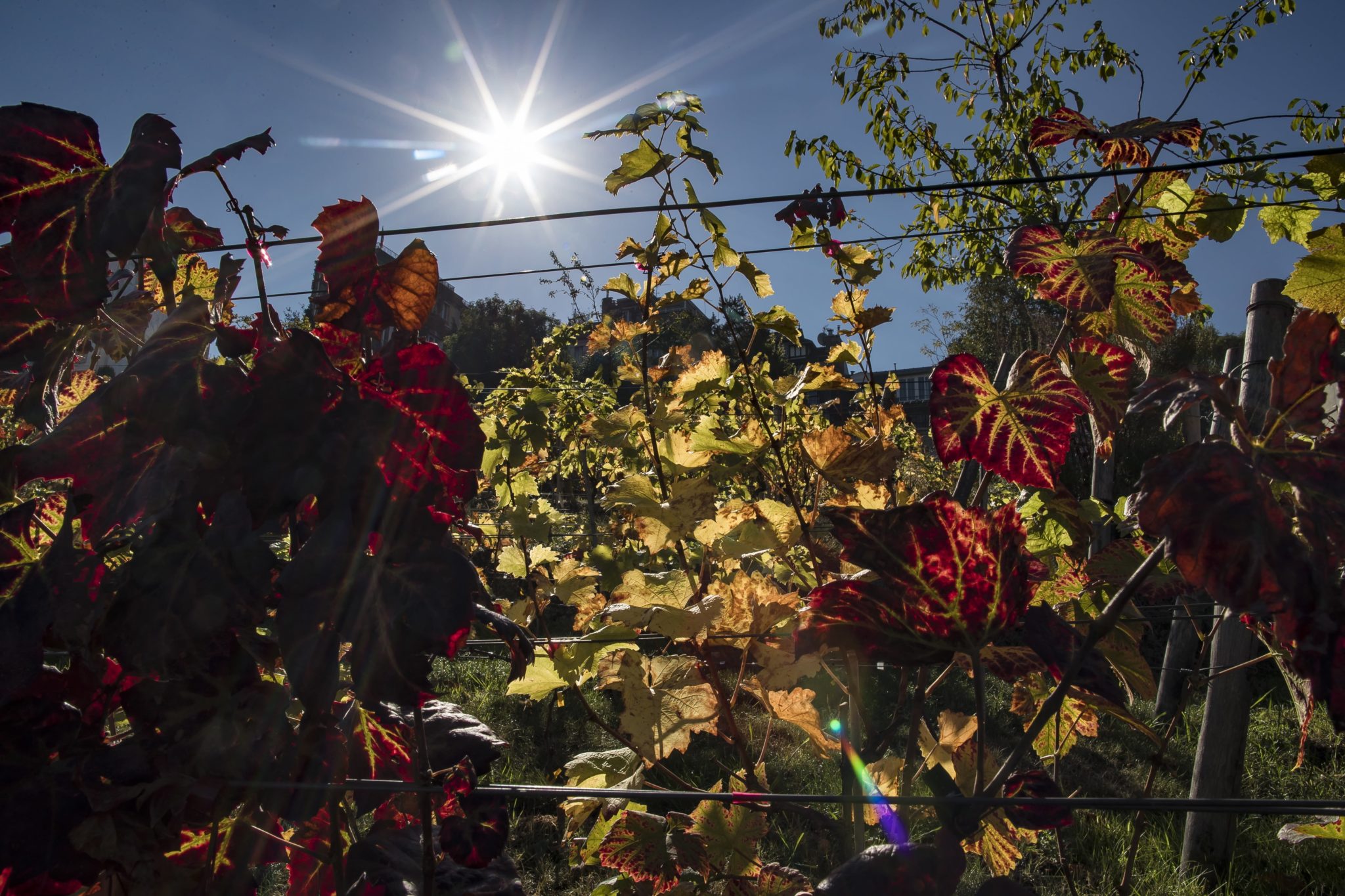 Poranne słońce oświetla Clos de Montmartre, niewielką winnicę niedaleko Paryża, należący do Paryża, położony w Montmartre w 18. dzielnicy Paryża, fot. Ian Langsdon, PAP/EPA