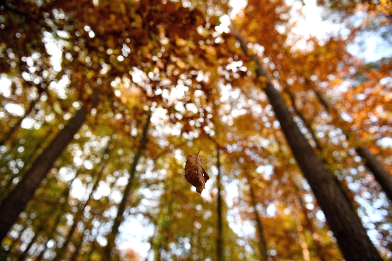 Jesienny las w okolicy Tryńczy, fot. PAP/Darek Delmanowicz