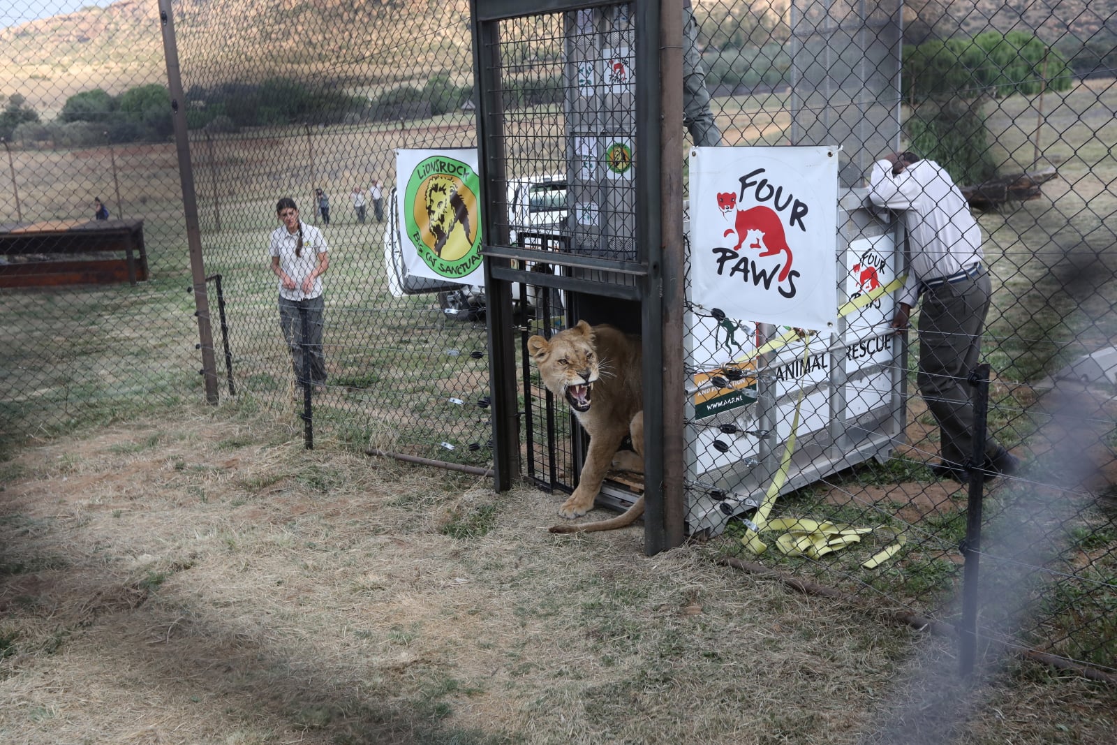 Świątynia lwów w RPA fot EPA/KIM LUDBROOK 
