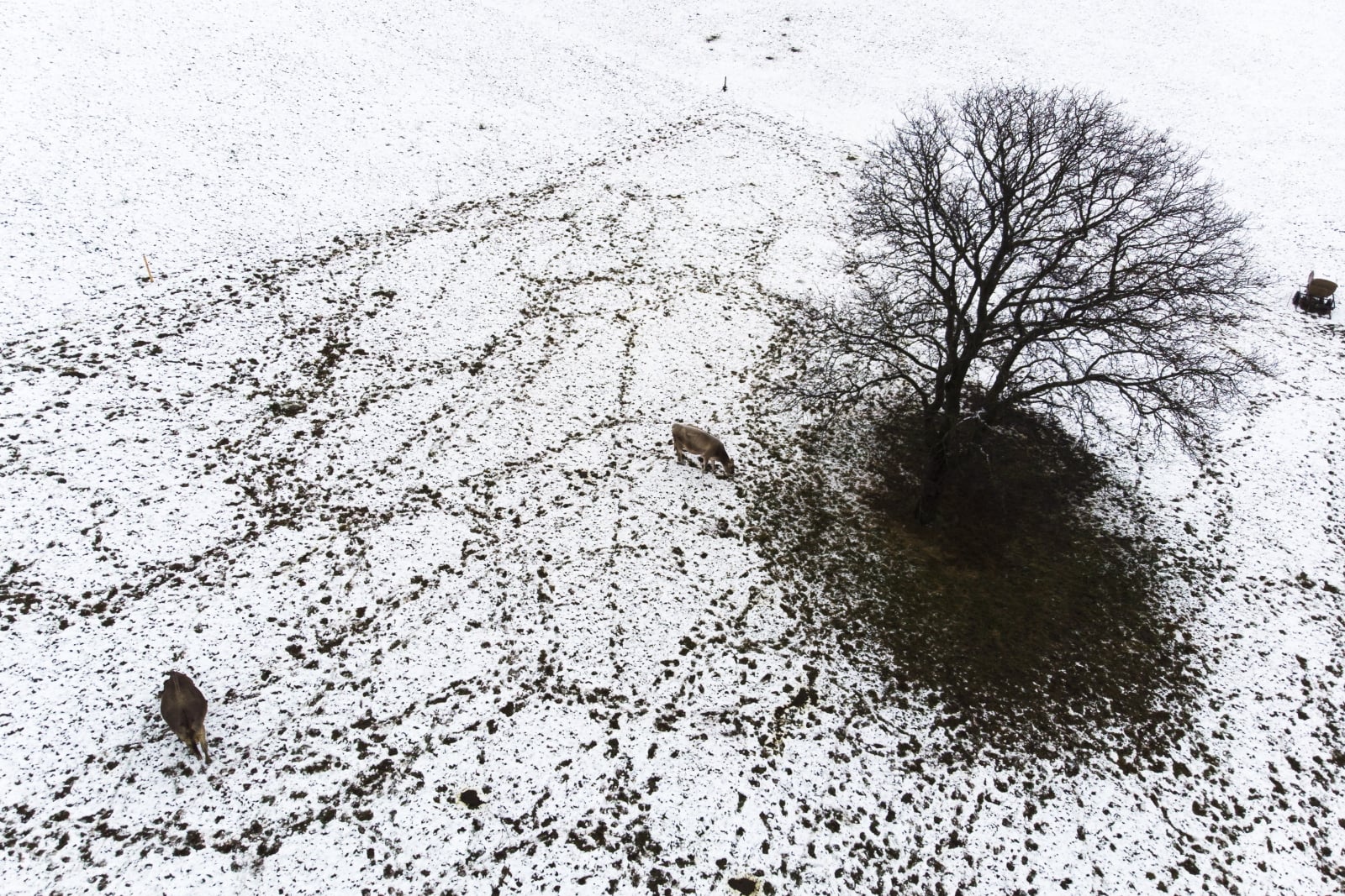 Pierwszy śnieg w Szwajcarii fot. EPA/GIAN EHRENZELLER 
