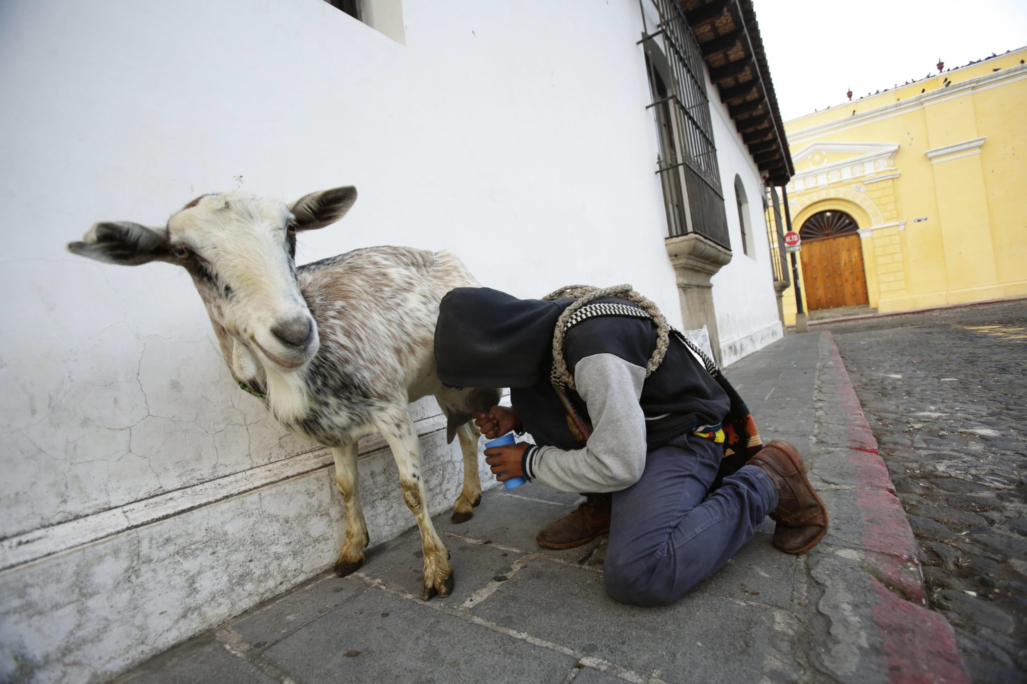  Mężczyzna doi kozę na jednej z ulic La Antigua, w Gwatemali, fot. CARLOS LEMOS, PAP/EPA 