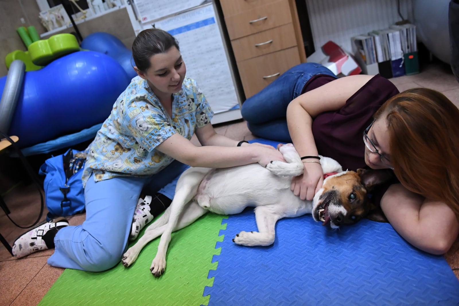 Rehabilitacja Lumena - niepełnosprawnego psa fot. PAP/Grzegorz Micha³owski