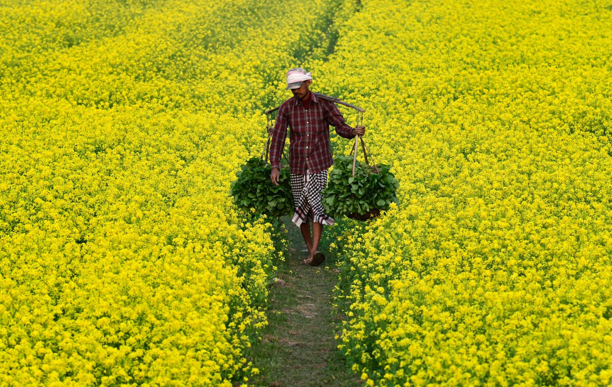Indie, Guwahati, rolnik niesie warzywa na sprzedaż, na zdjęciu widoczne pola musztardy, fot. STR /EPA.