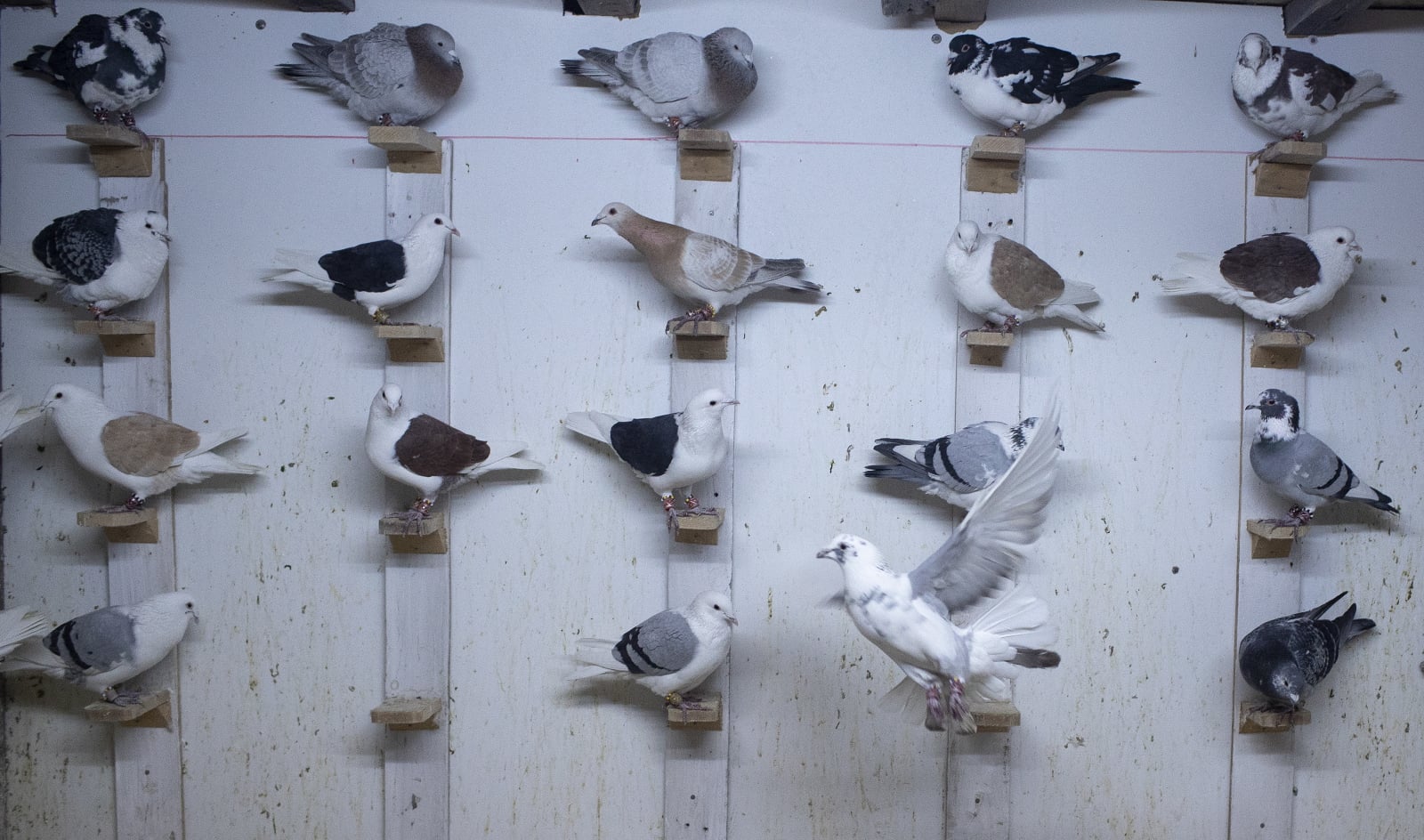 Hodowcy gołębi w Turcji EPA/SEDAT SUNA  