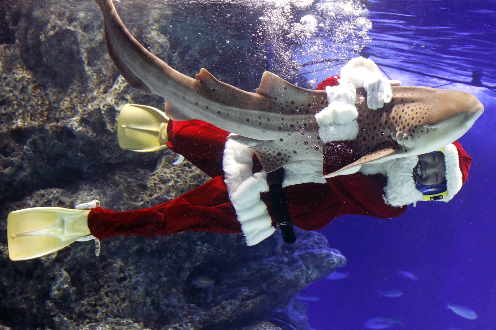 Japonia: święty Mikołaj w oceanarium EPA/FRANCK ROBICHON 