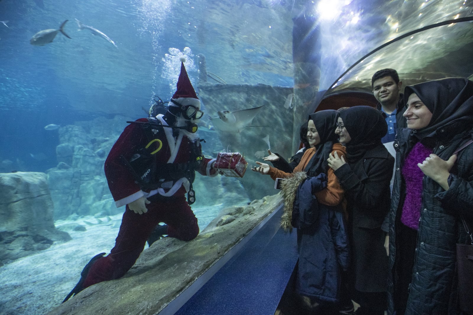 Nurek w świątecznym stroju pływa w akwarium z rekinami podczas podwodnego występu w tureckim Istanbule. Fot. PAP/EPA/SEDAT SUNA