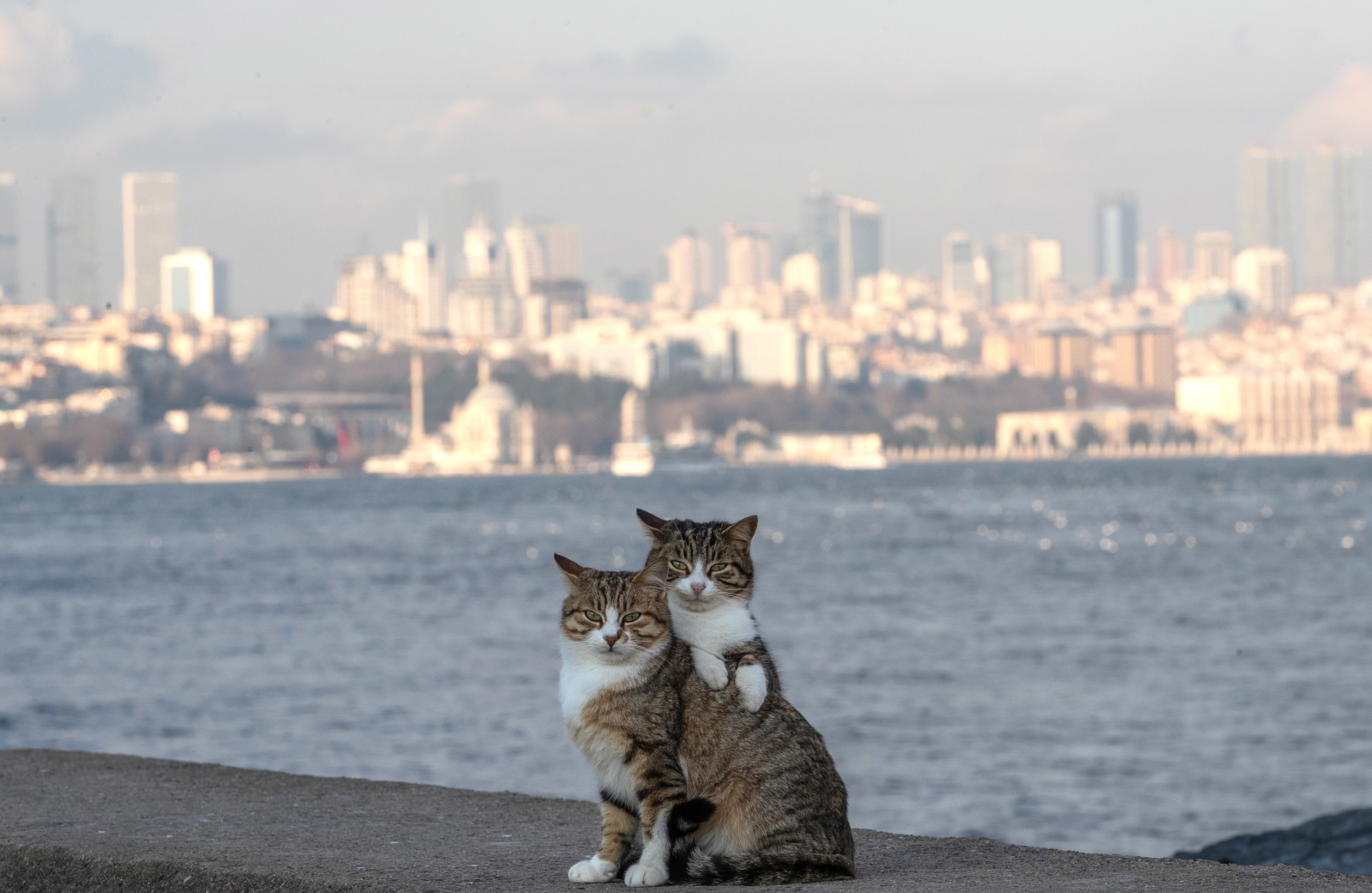 Koty w Stambule. Fot. PAP/EPA/SEDAT SUNA
