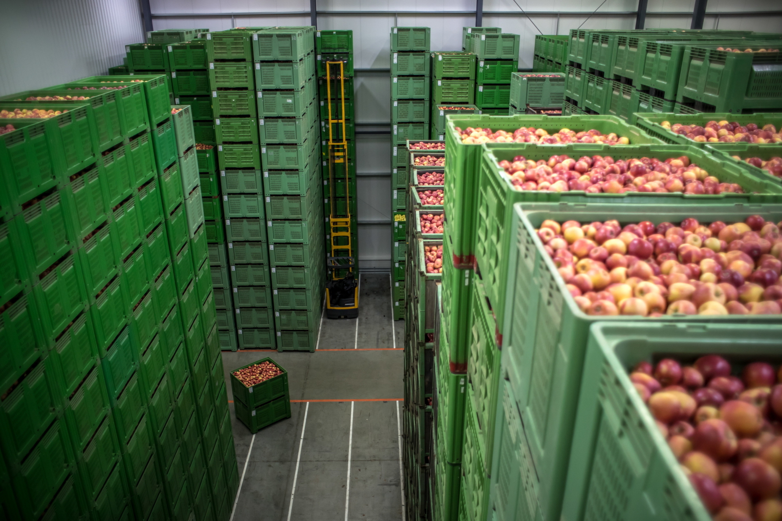 Jabłka przechowywane w czeskim magazynie. Fot. PAP/EPA/MARTIN DIVISEK