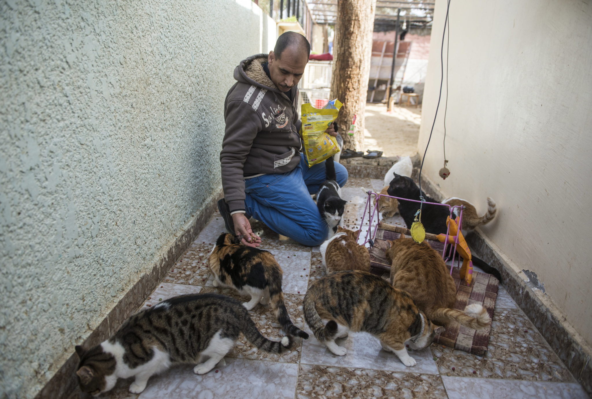 Egipt, Giza: motel i schronisko dla zwierząt domowych, fot.MOHAMED HOSSAM. PAP/EPA