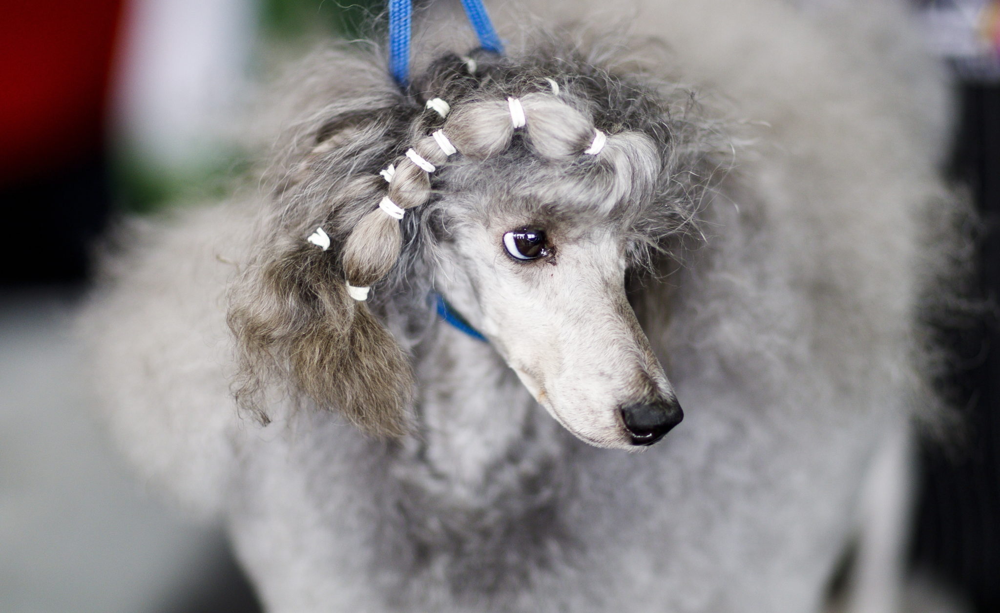 Nowy Jork: coroczny konkurs piękności psów „Westminster Kennel Club Dog Show”, fot. Justin Lane, PAP/EPA 