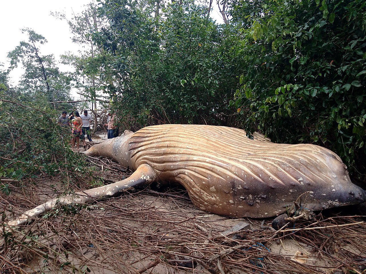 Brazylia: wieloryb humbak znaleziony martwy w archipelagu Marajo, fot. NGO Instituto Bicho D'Agua, EPA 