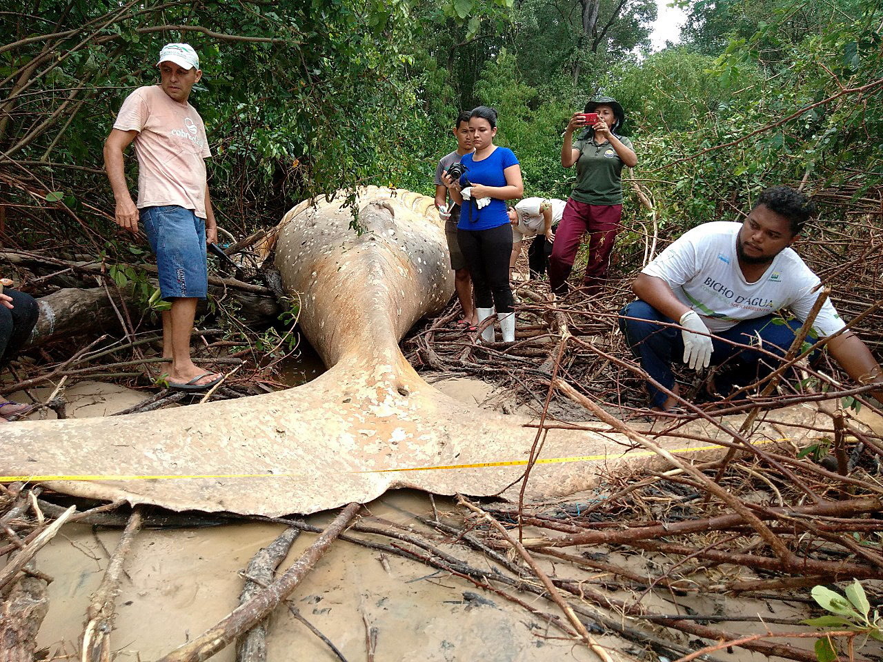 Humbak został znaleziony martwy w bagnie na brazylijskiej wyspie Marajo, położonej w Amazonii. Ostatnio w tym regionie był bardzo silny przypływ, który mógł wpłynąć na los wieloryba, fot. EPA, NGO Instituto Bicho D'Agua