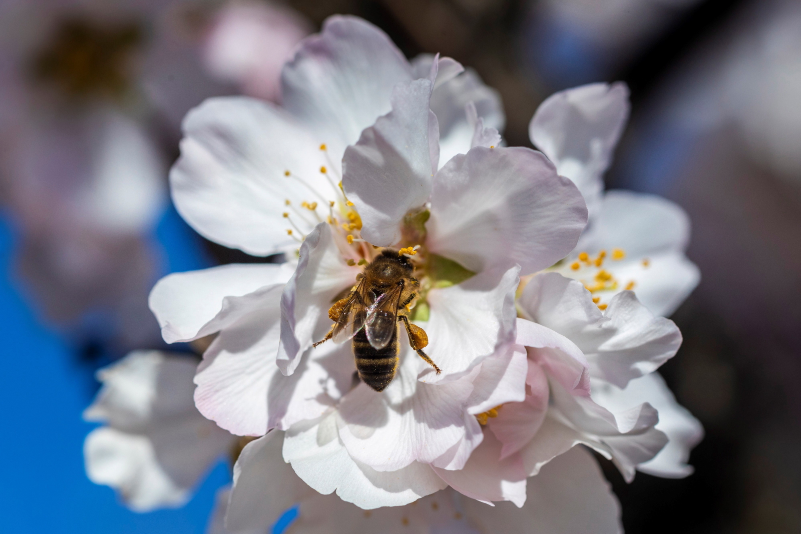 Pszczoła zapyla kwiat, południowa Hiszpania. Fot. PAP/EPA/MARCIAL GUILLEN