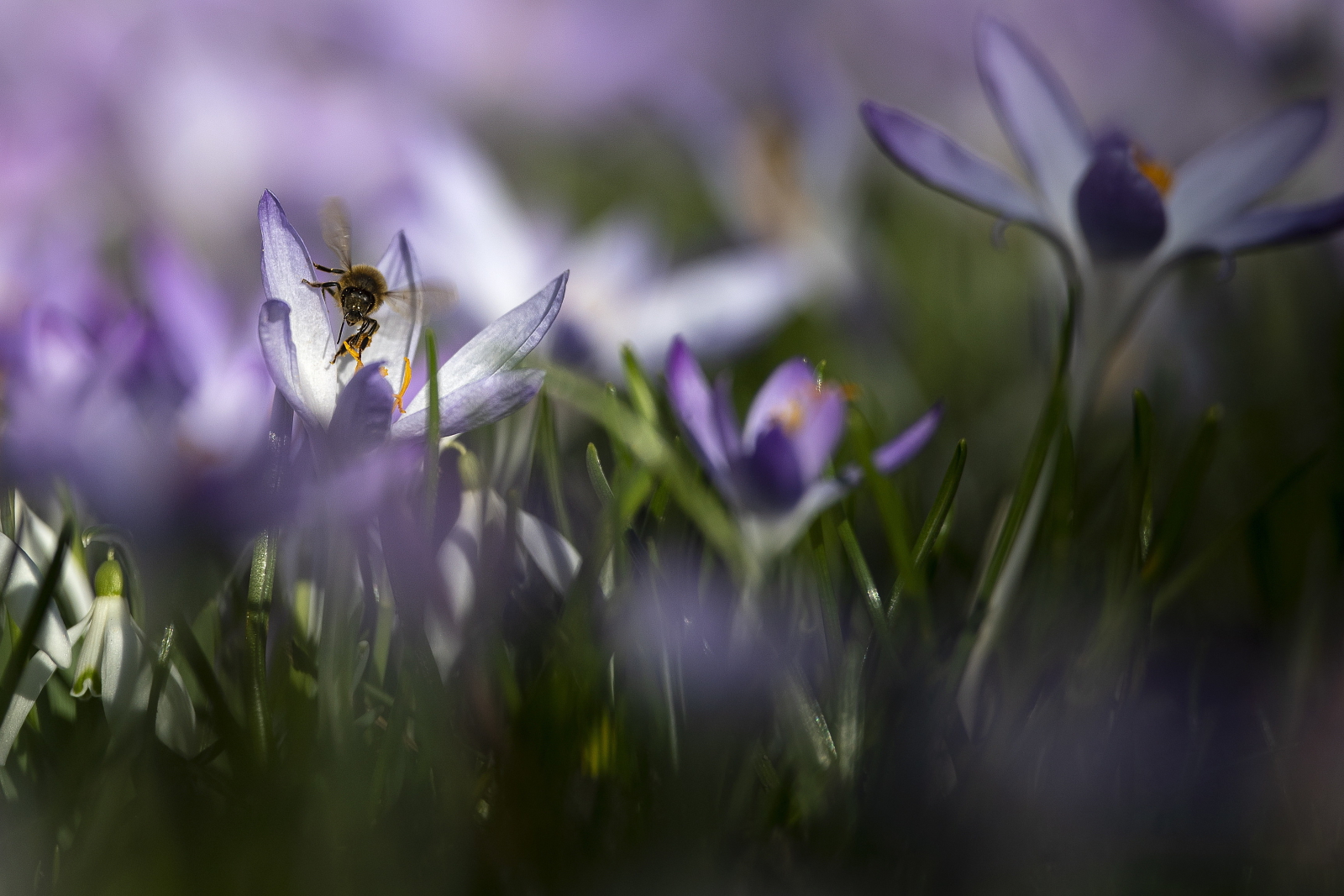 Pszczoła w Bernie, Szwajcaria. Fot. PAP/EPA/ANTHONY ANEX