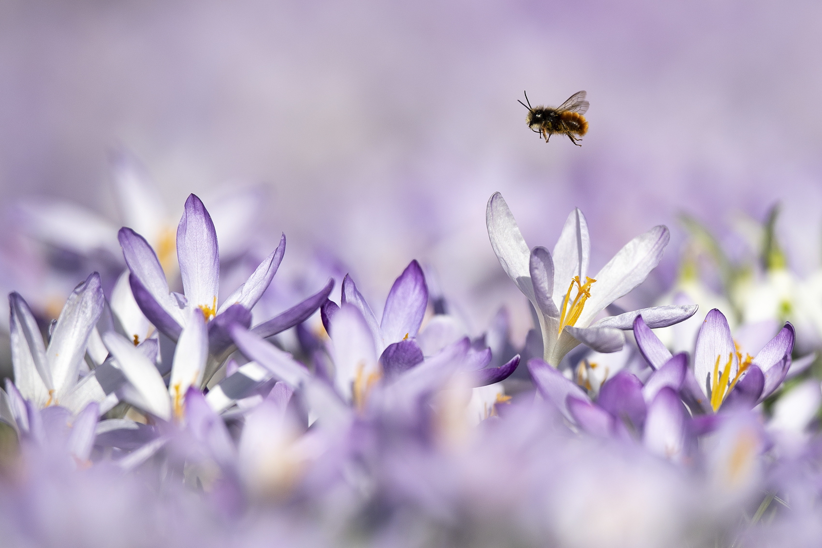 Pszczoła zimą, Berno, Szwajcaria. Fot. PAP/EPA/ANTHONY ANEX