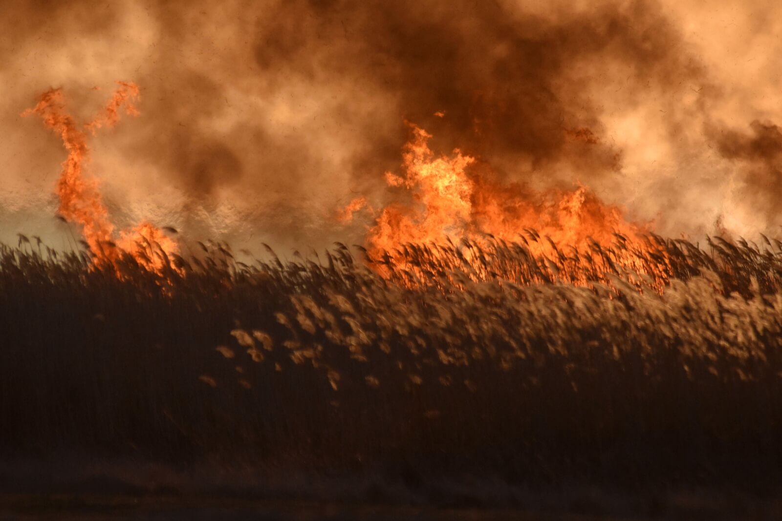 Pożary na Węgrzech fot. EPA/Janos Meszaros