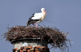 Pierwszy bocian w Polsce już jest. Dowód na wiosnę.