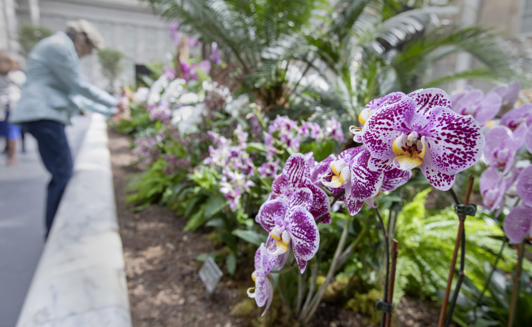 Orchidee na 24. dorocznej wystawie storczyków „Orchidee: niesamowite adaptacje” na dziedzińcu American Art Museum i National Portrait Gallery w Waszyngtonie, fot. ERIK S. LESSER, PAP/EPA.