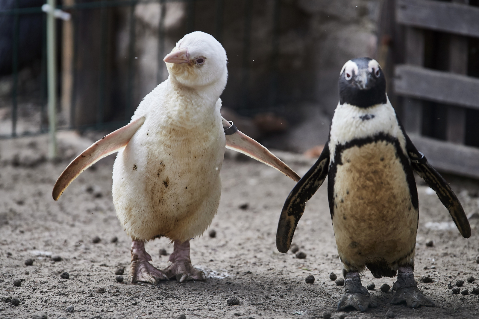 Pingwin albinos w gdańskim Zoo PAP/Adam Warżawa
