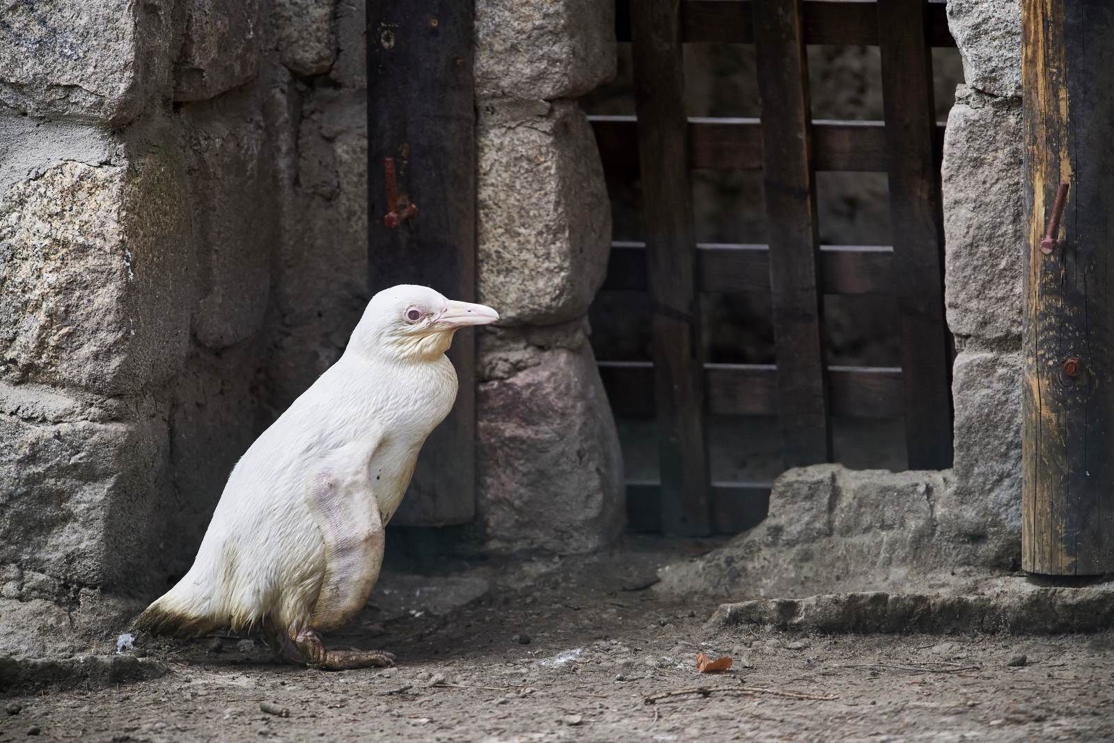 Pingwin albinos w gdańskim Zoo PAP/Adam Warżawa