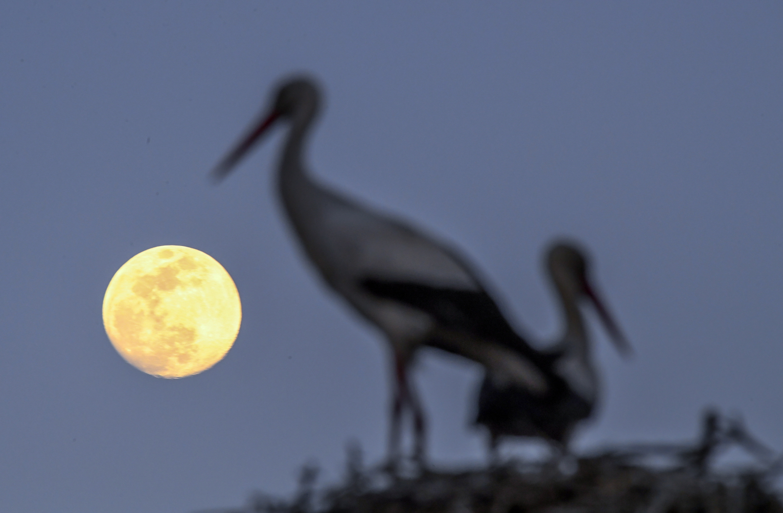 Bociany i księżyc w Macedonii Północnej. Fot. PAP/EPA/GEORGI LICOVSKI