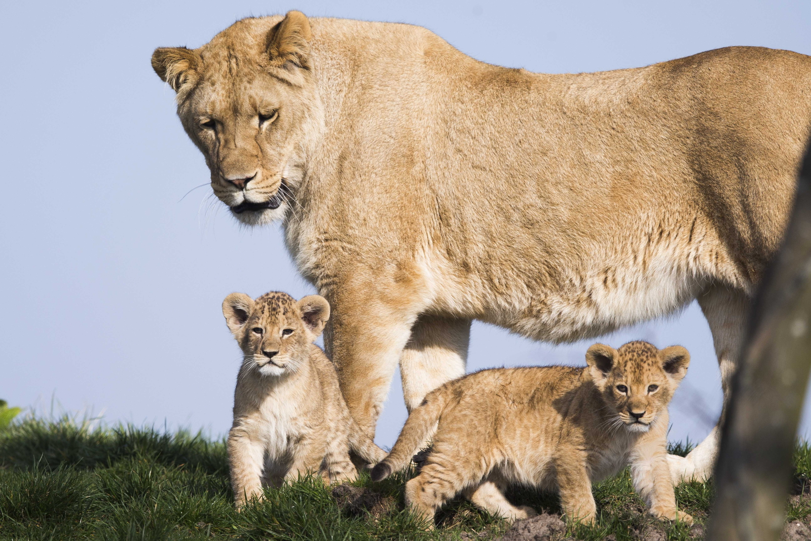 Zuna i Kinani - lwiątka urodzone w parku Wildlands w Holandii. Fot. PAP/EPA/Vincent Jannink