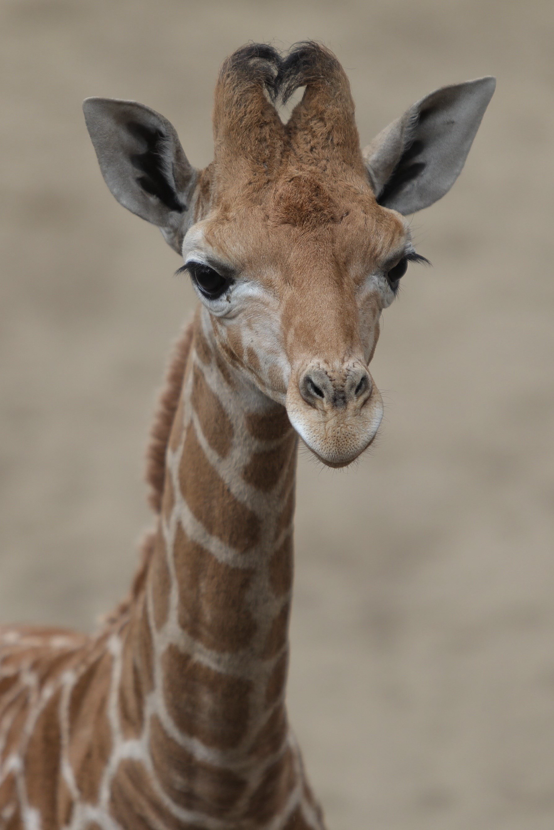 W Chapultepec Zoo w Meksyku urodziła się nowa żyrafia, fot. SASHENKA GUTIERREZ, PAP / EPA.