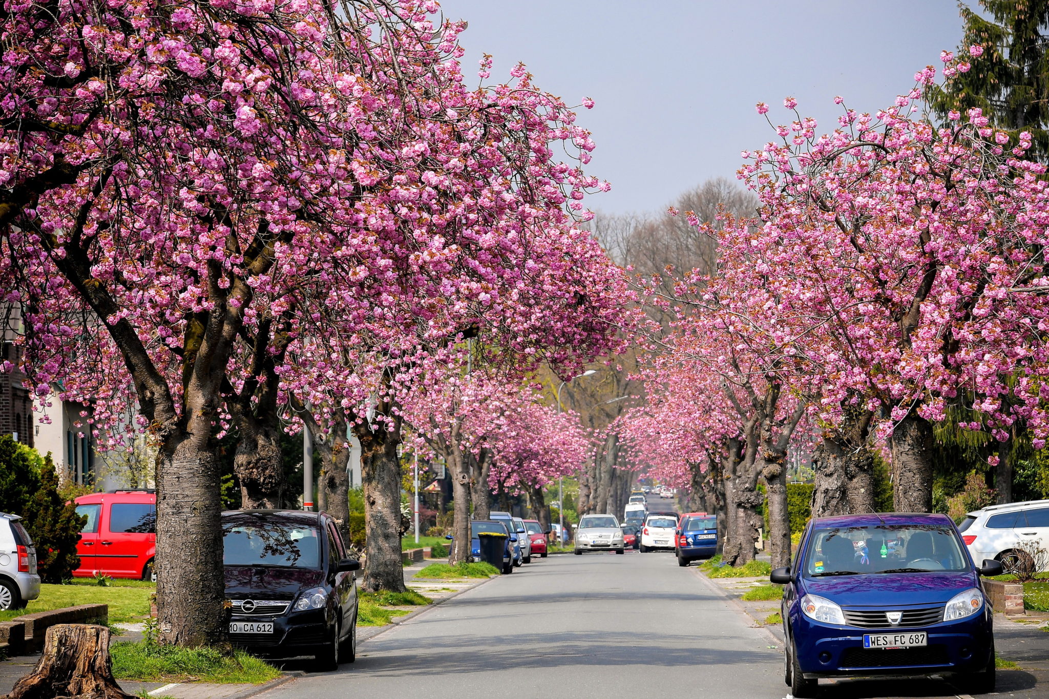 Niemcy, Moers niedaleko Dusseldorfu: kwitnące japońskie drzewa wiśni, fot. SASCHA STEINBACH, PAP/EPA 