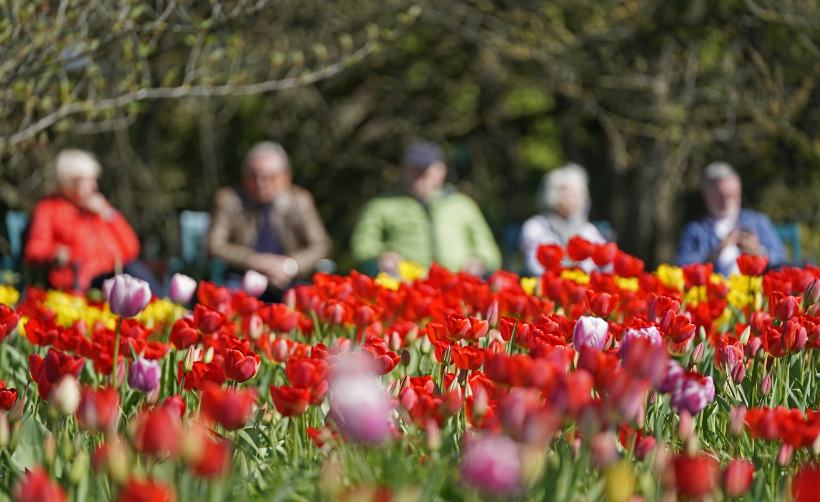 Kwiaty kwitnące w niemieckim Weinheim. Fot. PAP/EPA/RONALD WITTEK