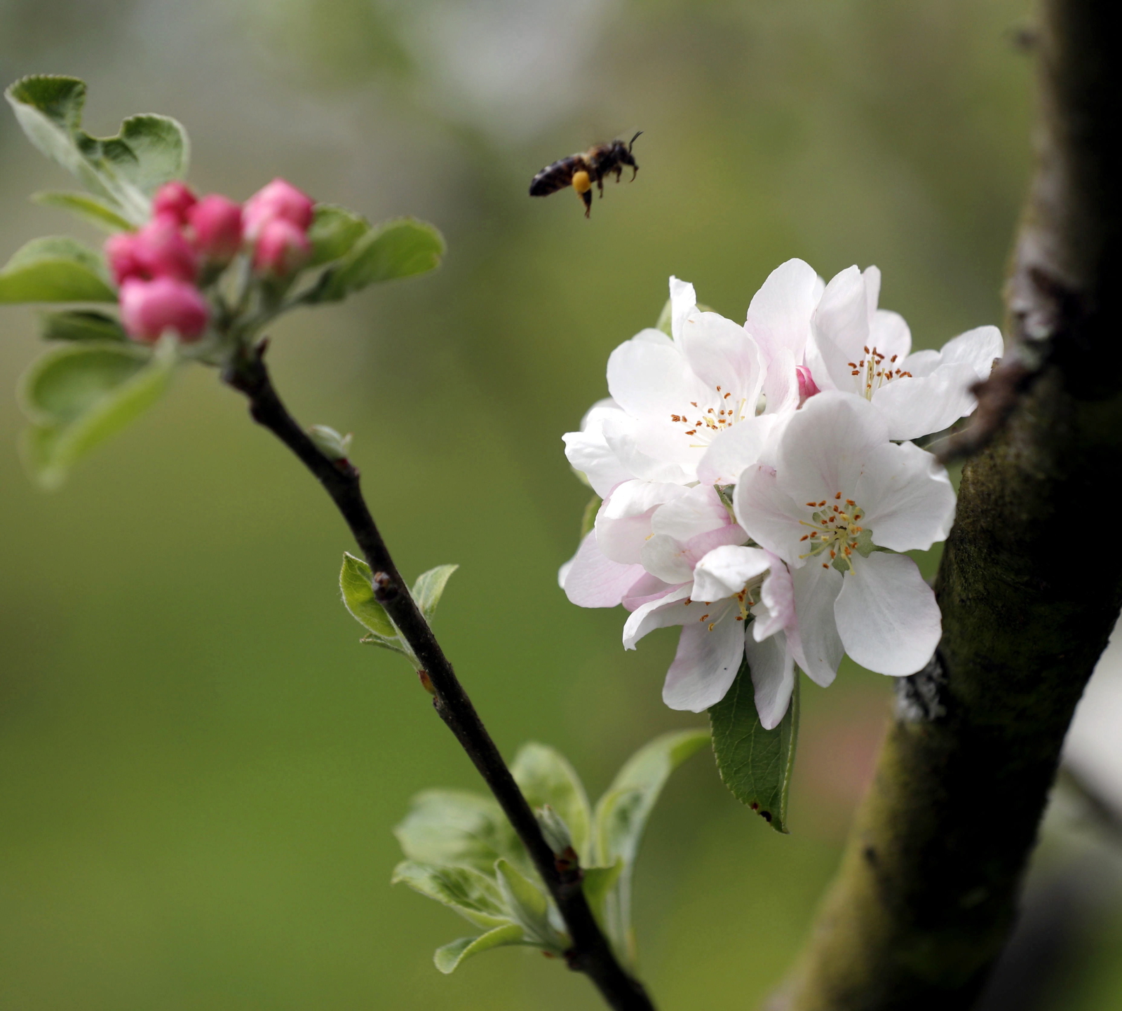 Pszczoła przy kwiecie jabłoni. Fot. PAP/EPA/J.L.Cereijido