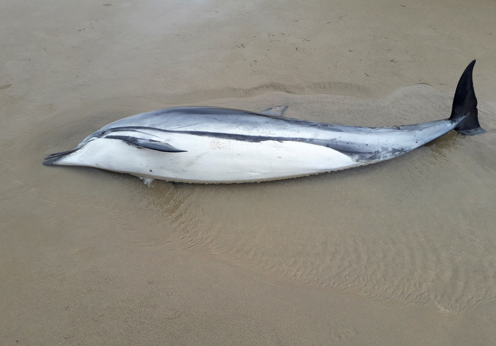 Śnięte delfiny w Hiszpanii fot. EPA/GOVERNMENT OF CANTABRIA