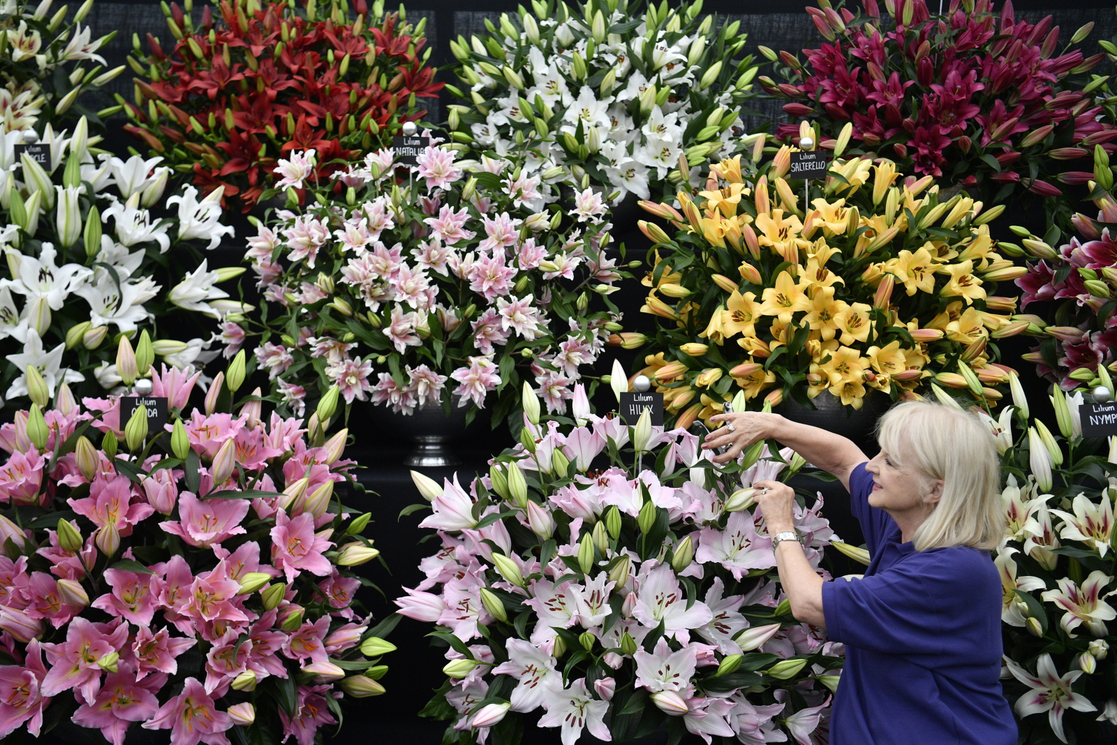 Chelsea Flower Show. Fot. PAP/EPA/NEIL HALL