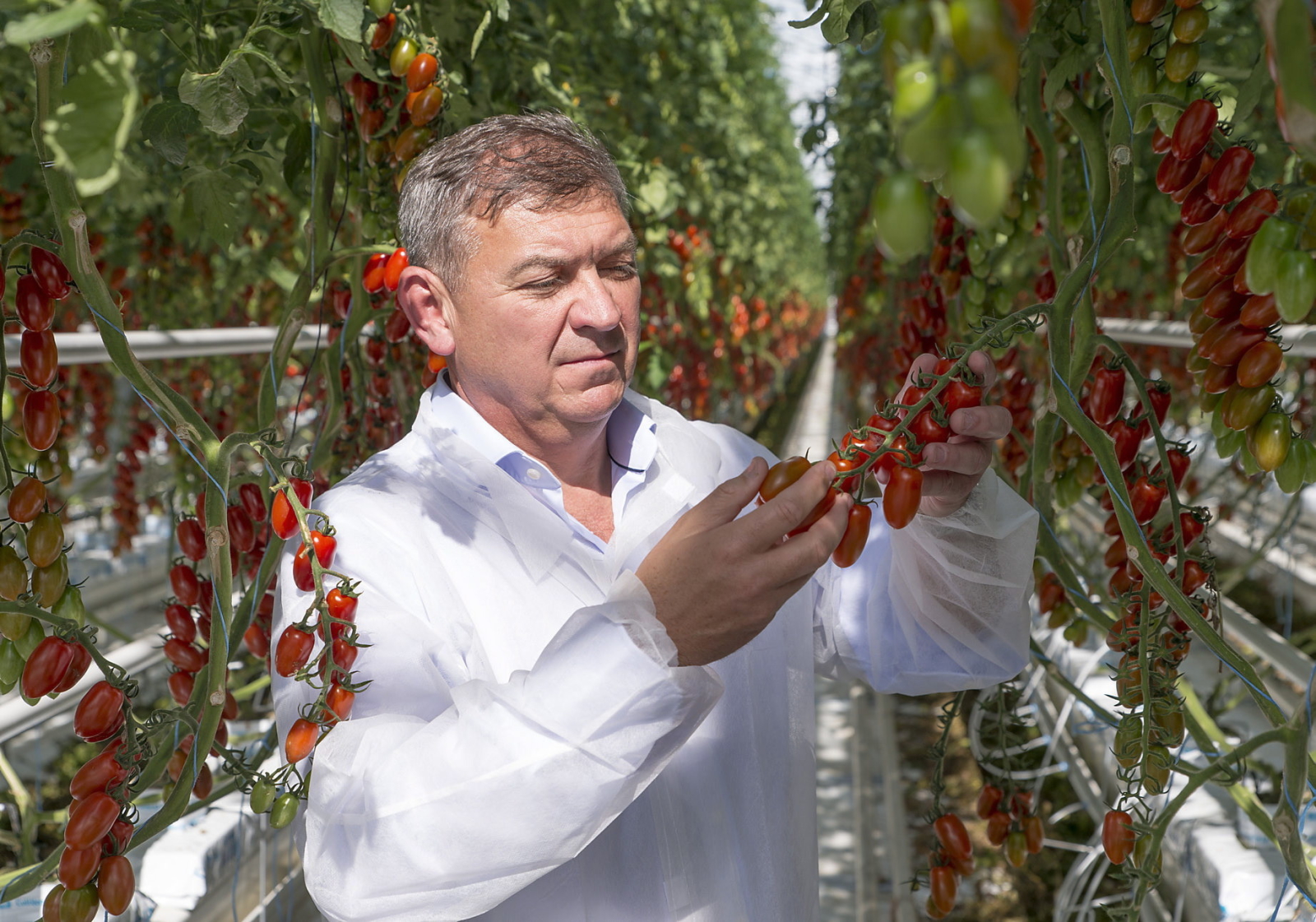 Plantacja pomidorów koktajlowych na Węgrzech. Fot. PAP/EPA/Csaba Krizsan