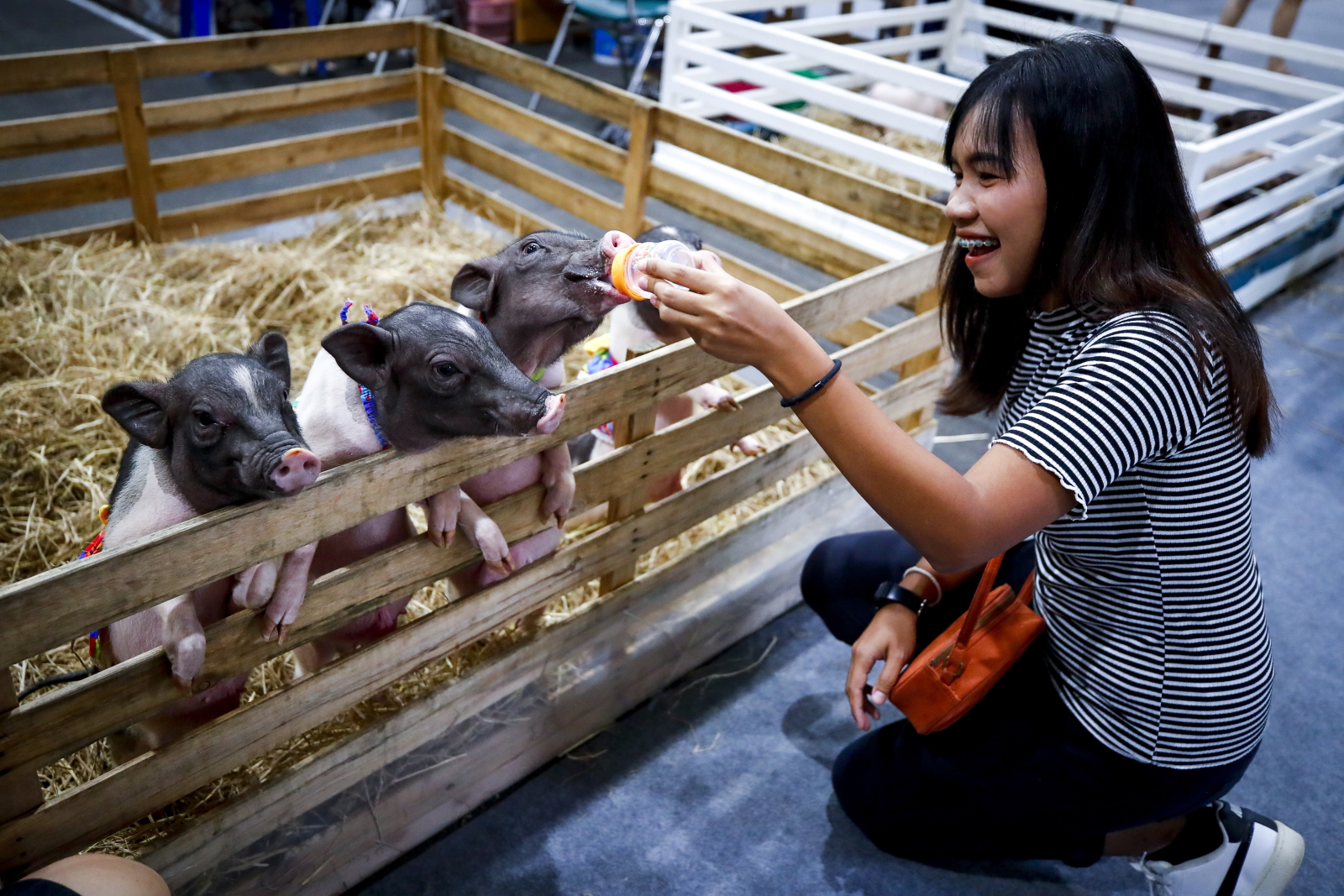 Targi Pet Expo w Bangkoku, Tajlandia. Fot. PAP/EPA/DIEGO AZUBEL