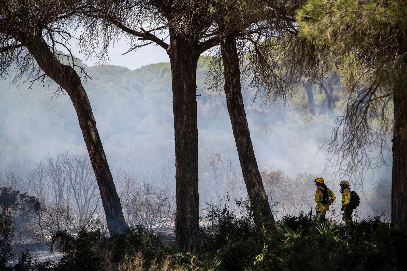 W Andaluzji poważne pożary. Na tych terenach od jakiegoś czasu panuje ogromna susza. Fot. EPA/ROMAN RIOS 