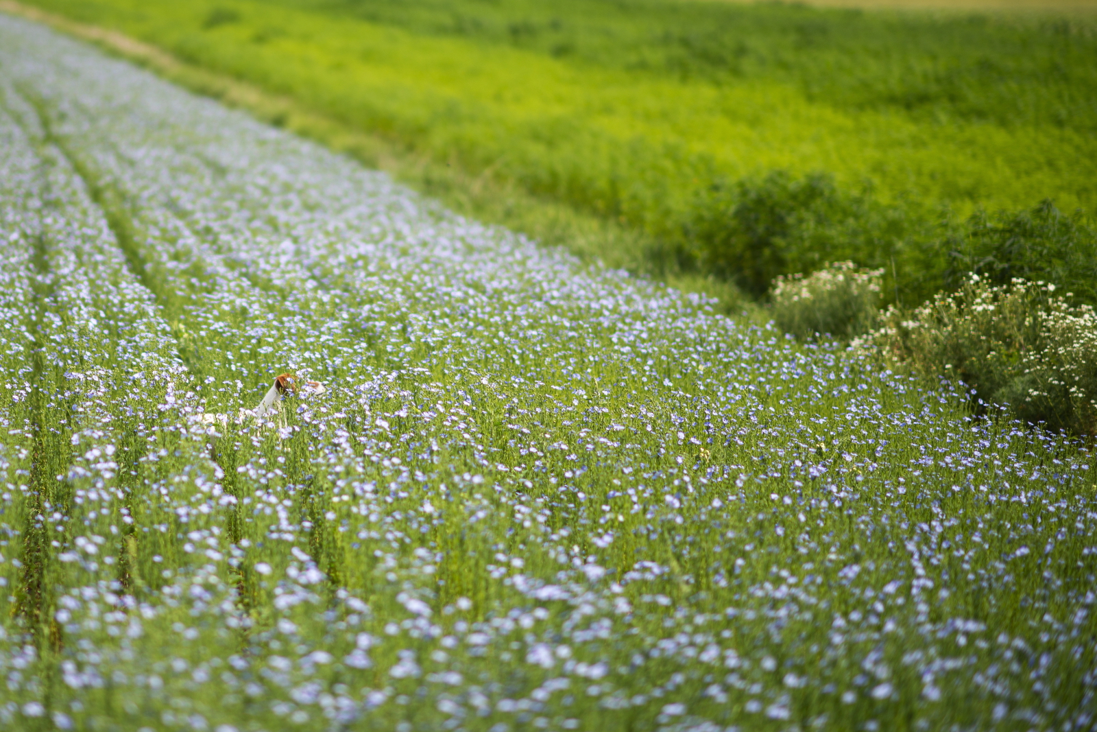 Kwiaty lnu w Austrii. Fot. PAP/EPA/CHRISTIAN BRUNA