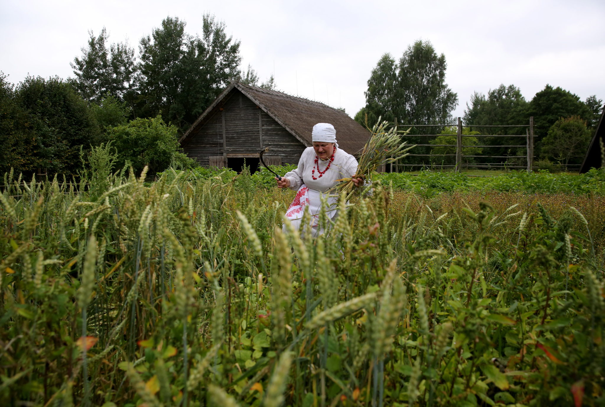 Białoruska kobieta w tradycyjnym strojau tnie i wiąże snopy podczas obrzędu „Zazhinki” w wiosce Ozertso, około 5 km od Mińska, fot. TATYANA ZENKOVICH, PAP/EPA