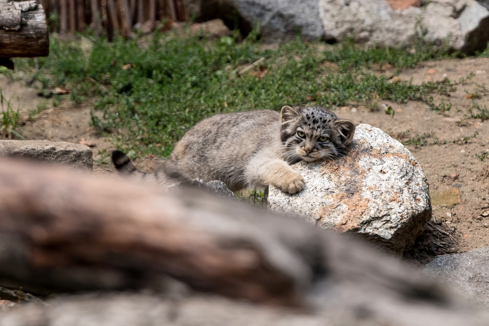 Jeden z młodych manuli na wybiegu we wrocławskim zoo, fot. PAP/Maciej Kulczyński