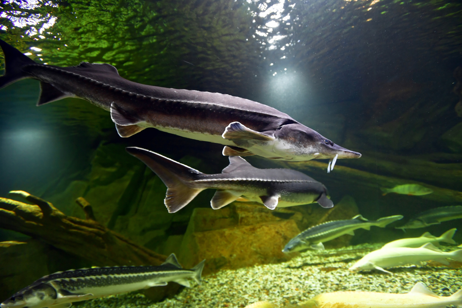 Oceanarium w Międzyzdrojach. Fot. 	PAP/Marcin Bielecki