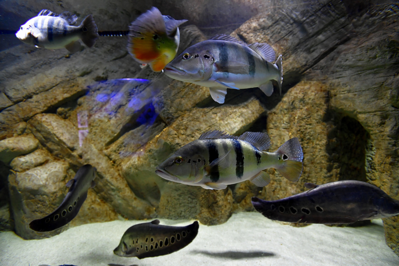 Oceanarium w Międzyzdrojach. Fot. 	PAP/Marcin Bielecki