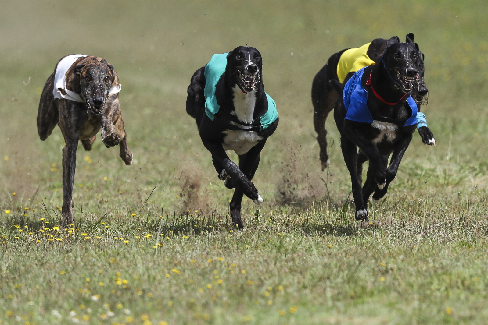 Wyścigi psów w Varzim, Portugalia. Fot. PAP/EPA/JOSE COELHO