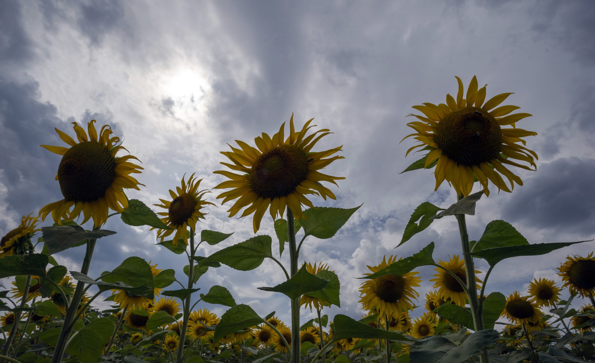 Niemcy: Słoneczniki kwitną na polu w Philippsburgu, fot. EPA/RONALD WITTEK