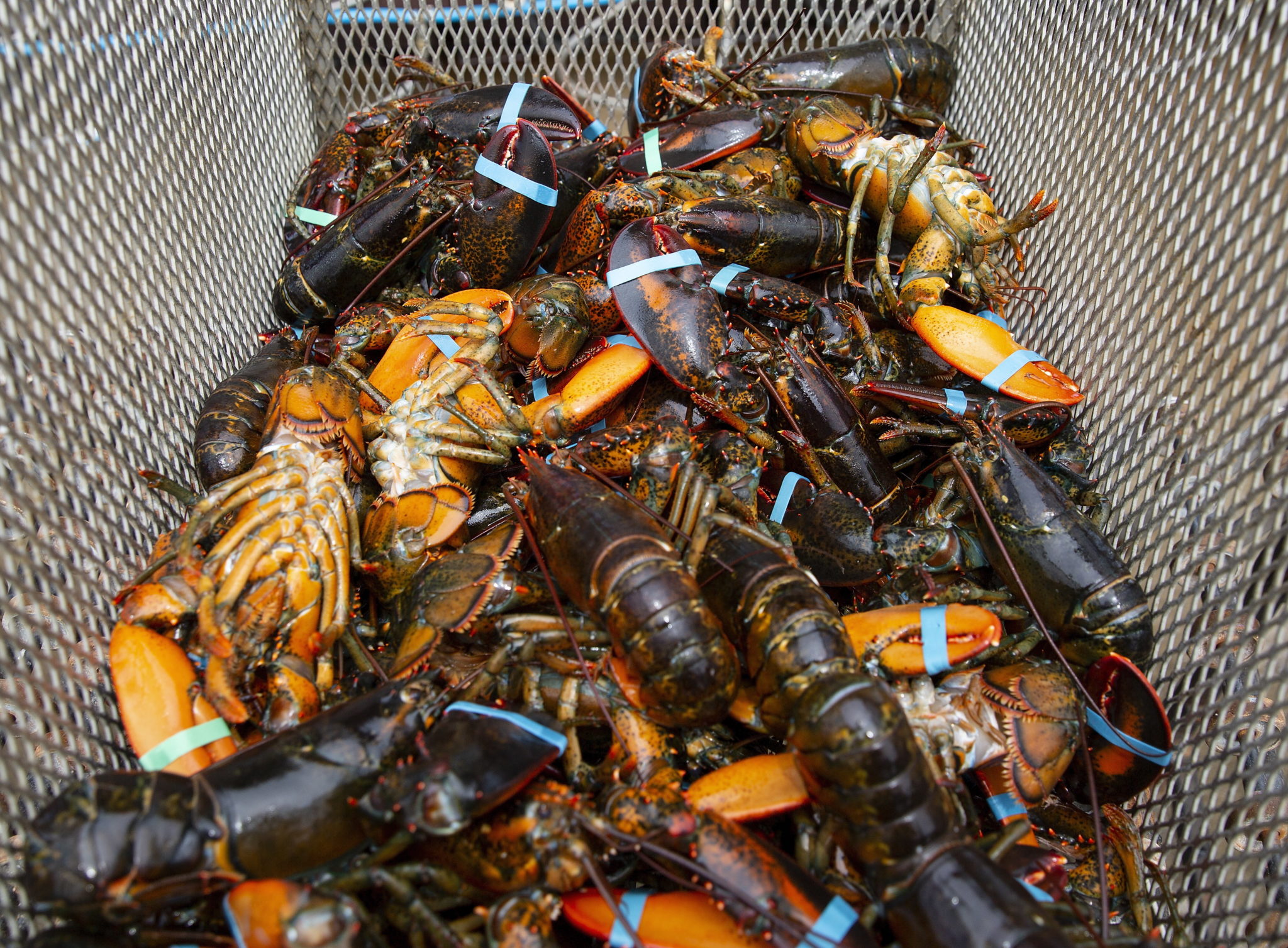 72. edycja festiwalu homarów w Maine w Rockland w stanie Maine, USA, fot. CJ GUNTHER, PAP/EPA.