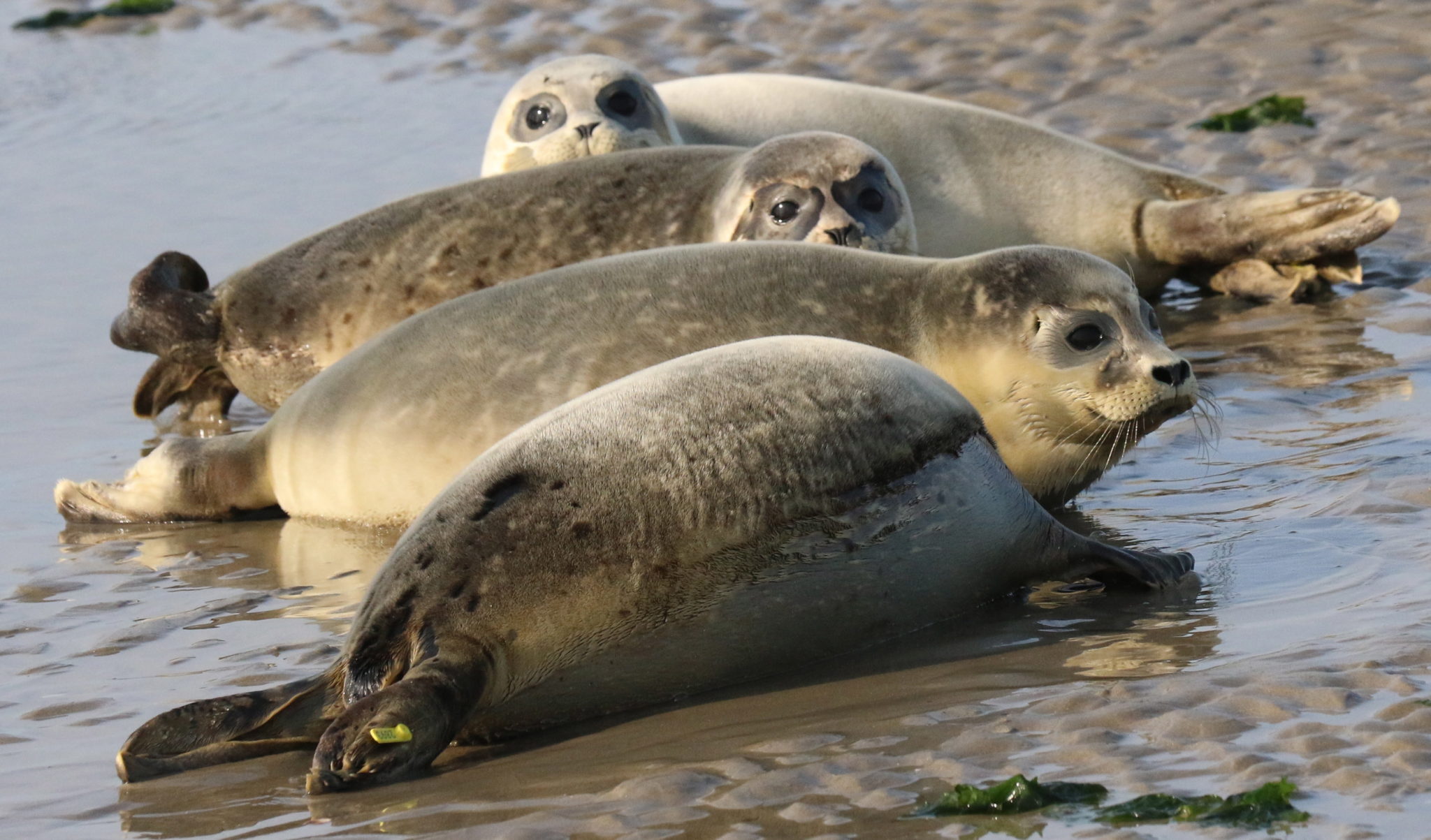 Młode foki wypuszczane do Morza Północnego na wybrzeżu północnych Niemiec. Zostały wychowane pod opieką specjalistów po tym, gdy zostały znalezione bez matki na plaży, fot. FOCKE STRANGMANN, PAP /EPA 