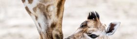 Żyrfy z safariparku w Holnadii fot. EPA/Koen van Weel
