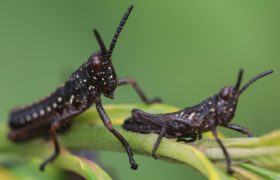 Kenijskie owady fot. EPA/Daniel Irungu