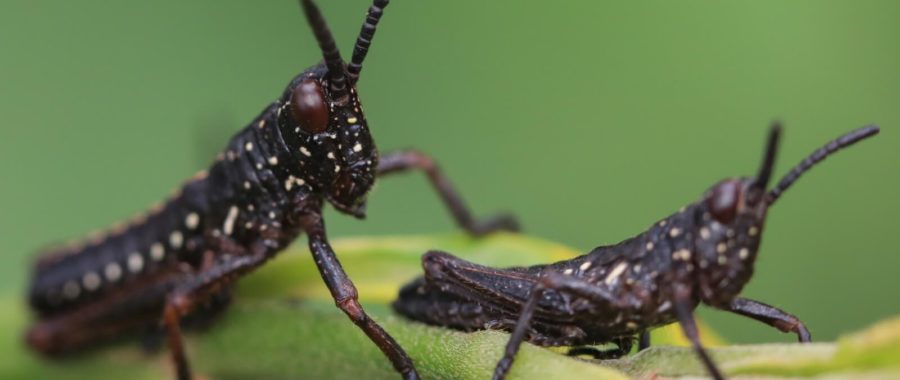 Kenijskie owady fot. EPA/Daniel Irungu